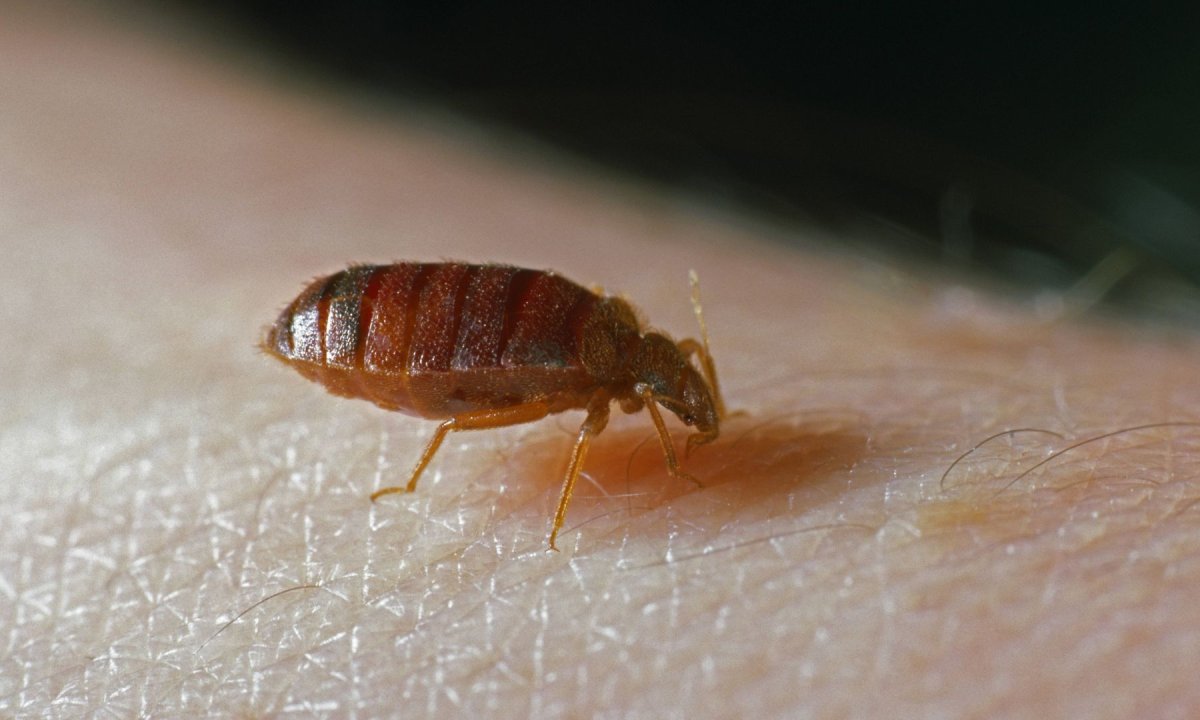 Постельный клоп препарат