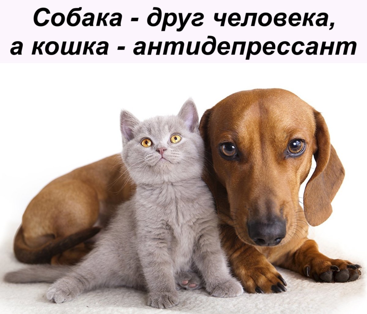 Гибрид кошки и собаки