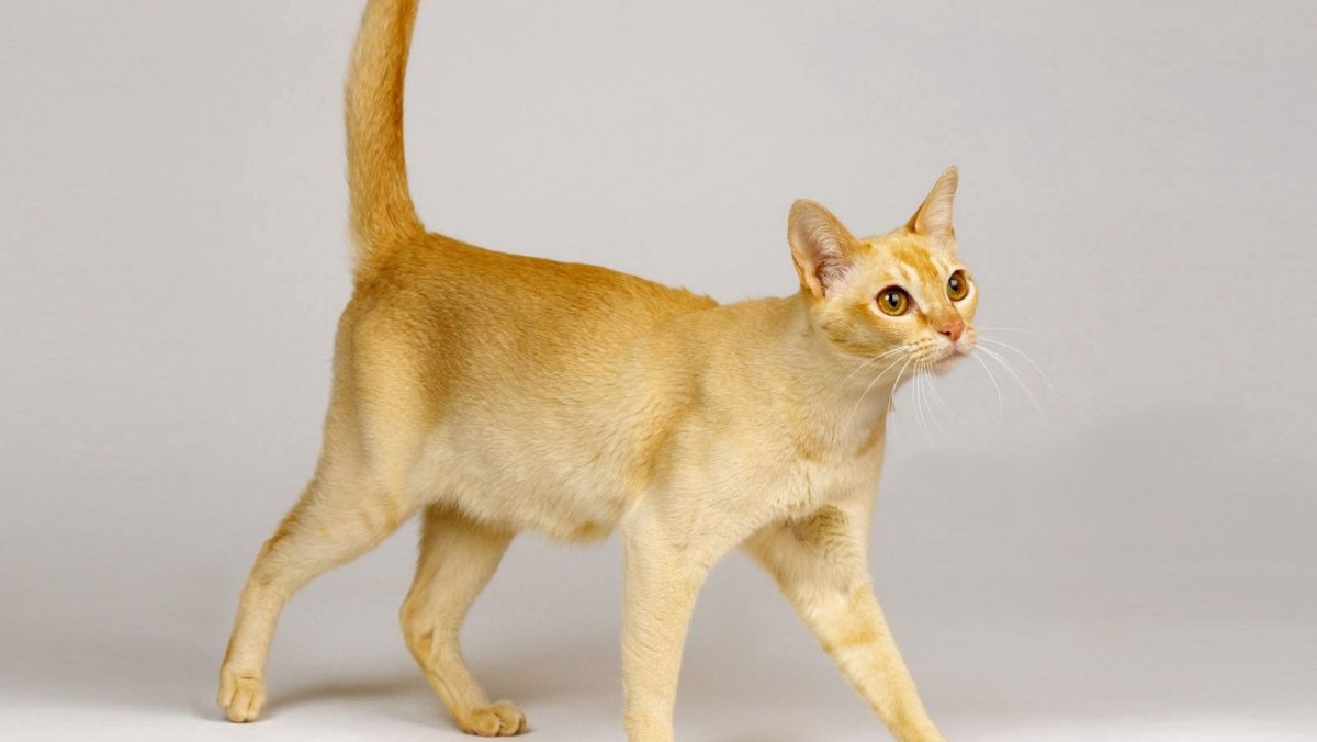 Гибрид кошки и собаки