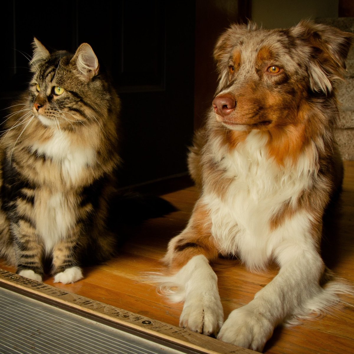 Кошки с неаллергенной шерстью