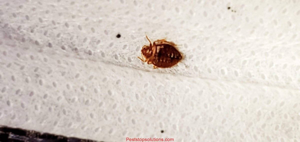 Полужесткокрылые постельный клоп