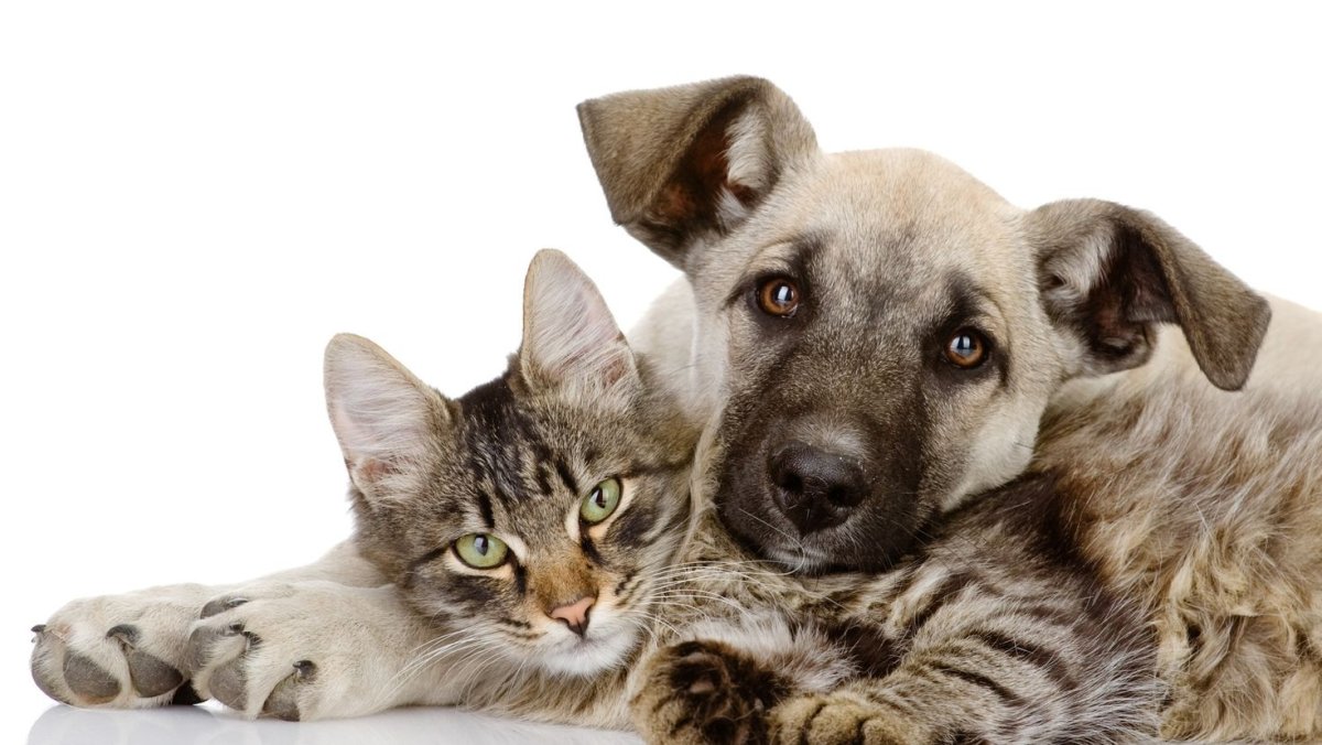 Собачки и кошечки