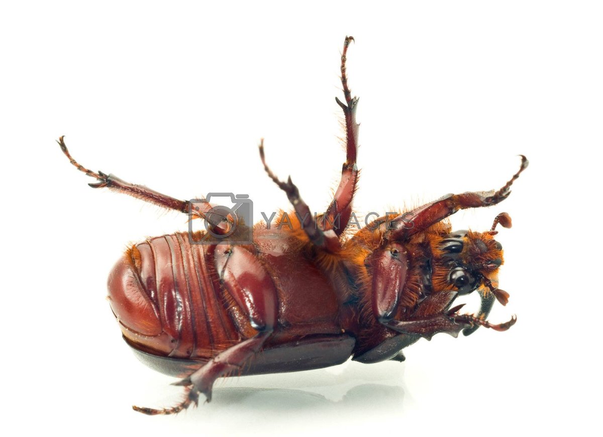 Пузико жука