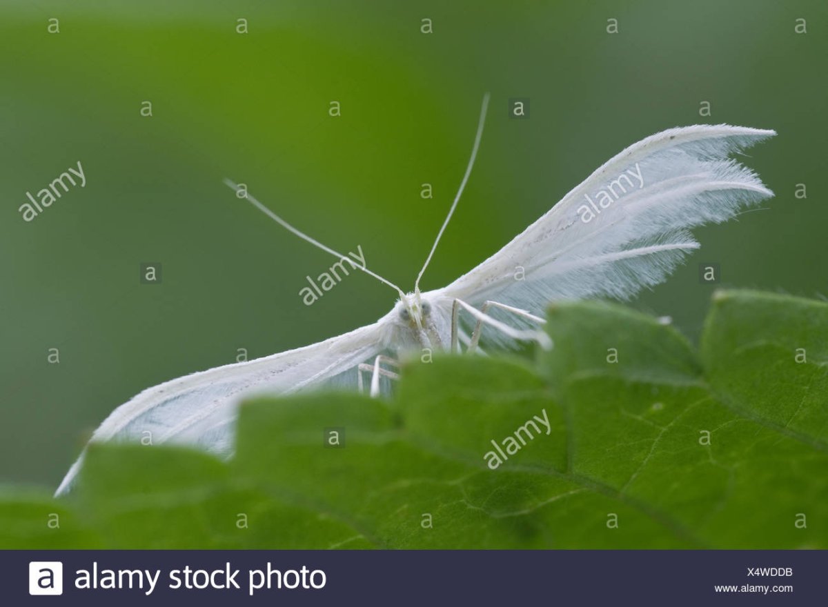 Бабочка белоснежная пальцекрылка