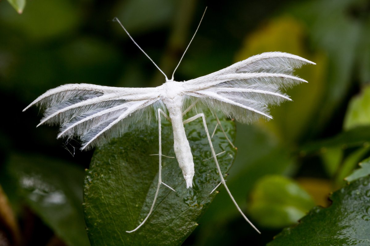Пальцекрылка Сливовая (Pterophorus pentadactyla)