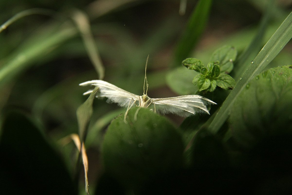 White Plume Moth