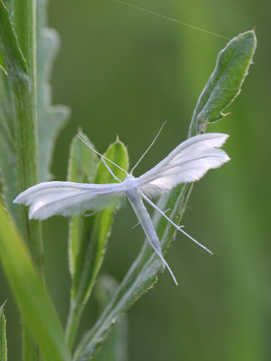 Пальцекрылка насекомое