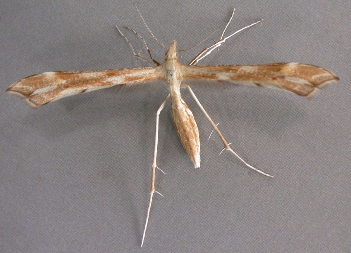 Cnaemidophorus rhododactyla