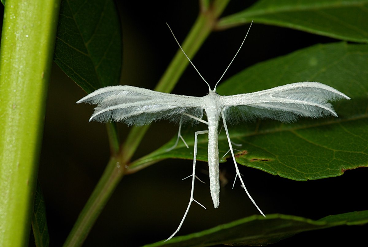 Пальцекрылка Сливовая (Pterophorus pentadactyla)
