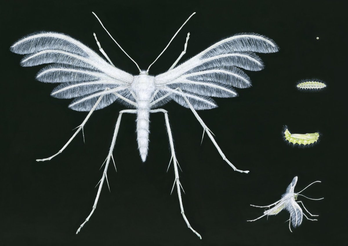 Пальцекрылка куколка