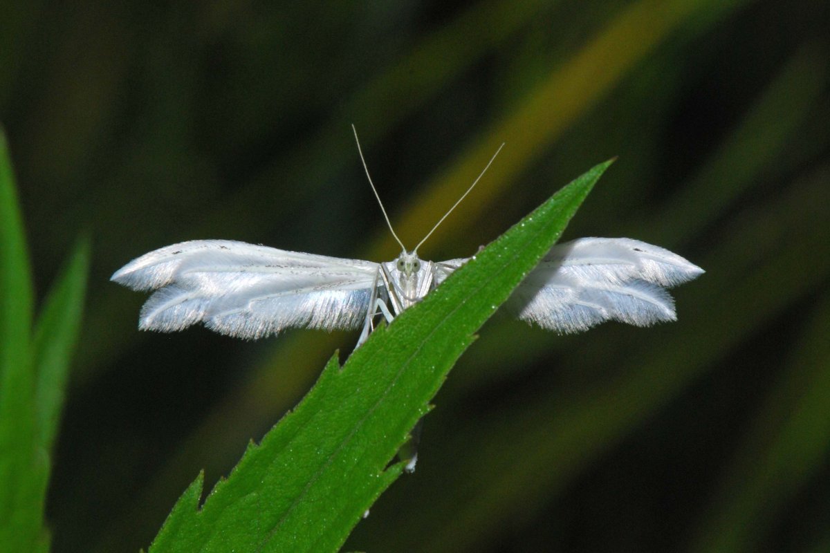 Мотылёк белый птерофор