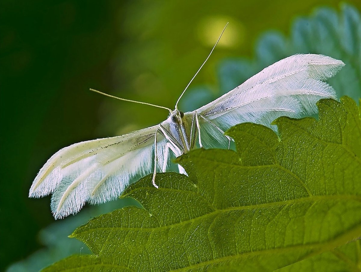 Пальцекрылка Сливовая