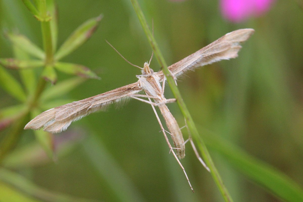 Бабочки с узкими крыльями