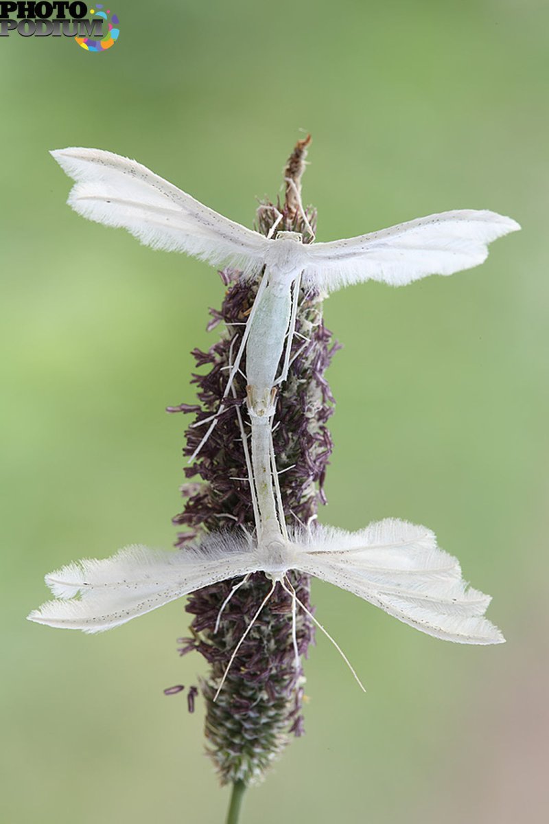 Пальцекрылка гусеница