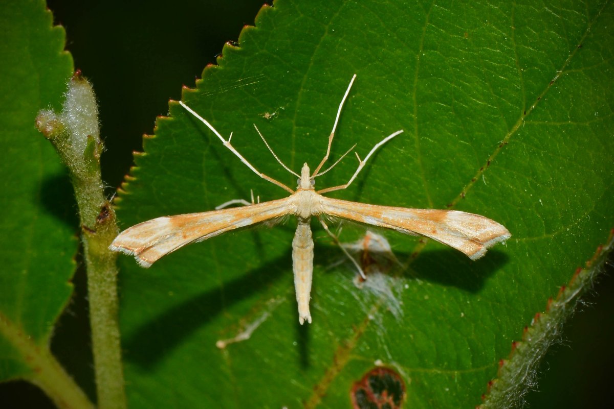 Platyptilia gonodactyla