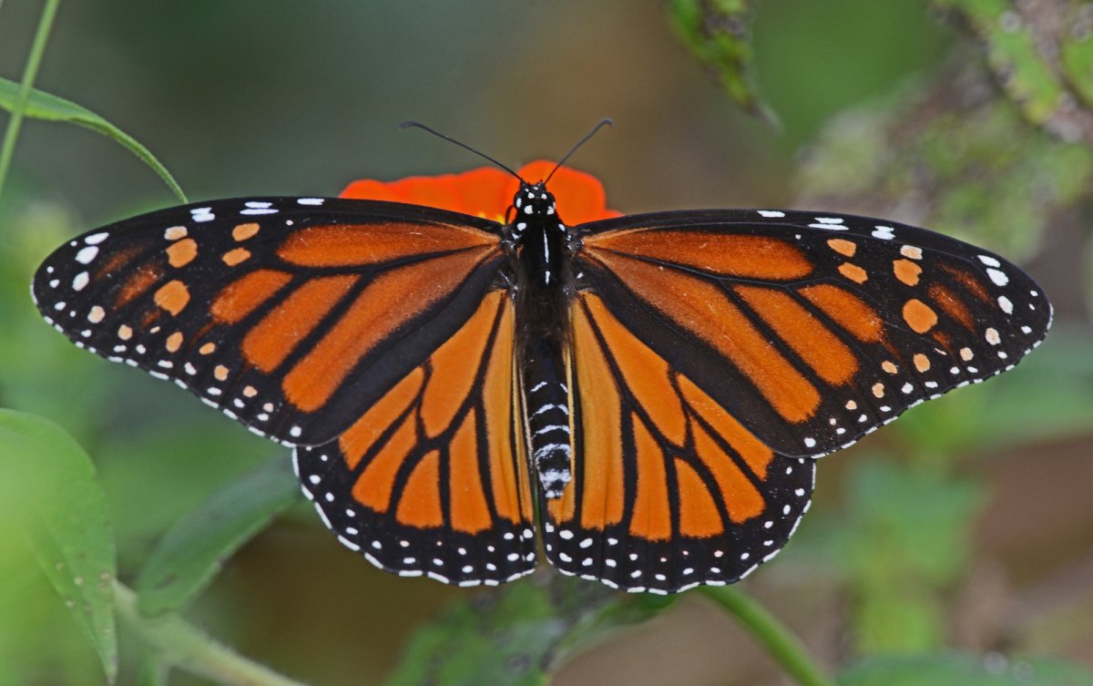 Бабочка Павлиноглазка Изабелла