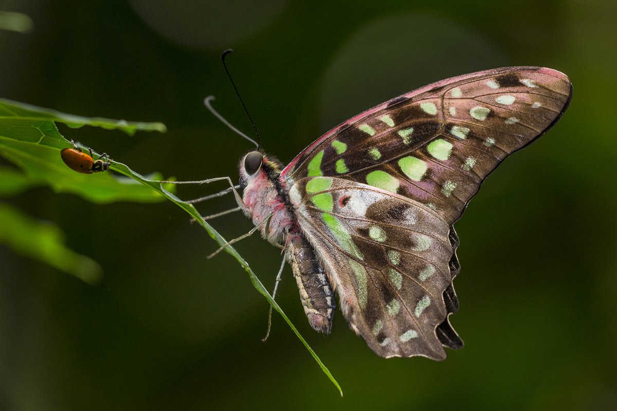 Luna Moth мотылек