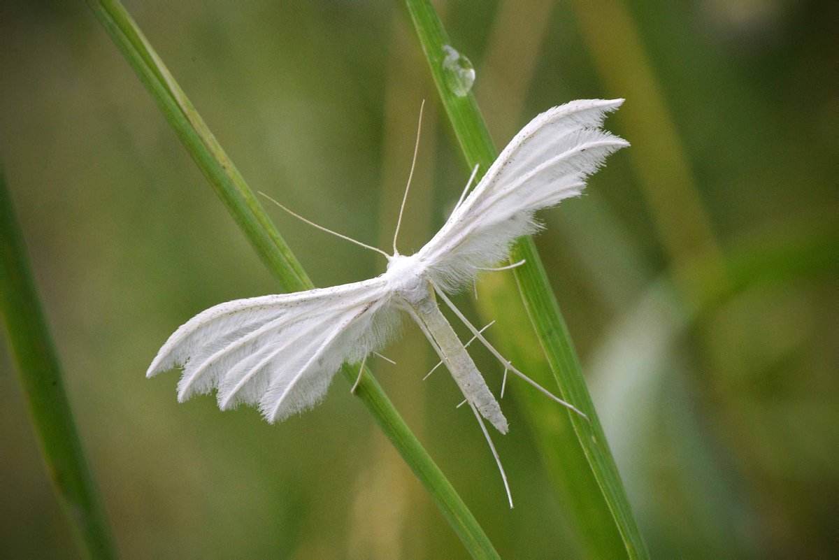Бабочка-пальцекрылка белый птерофор
