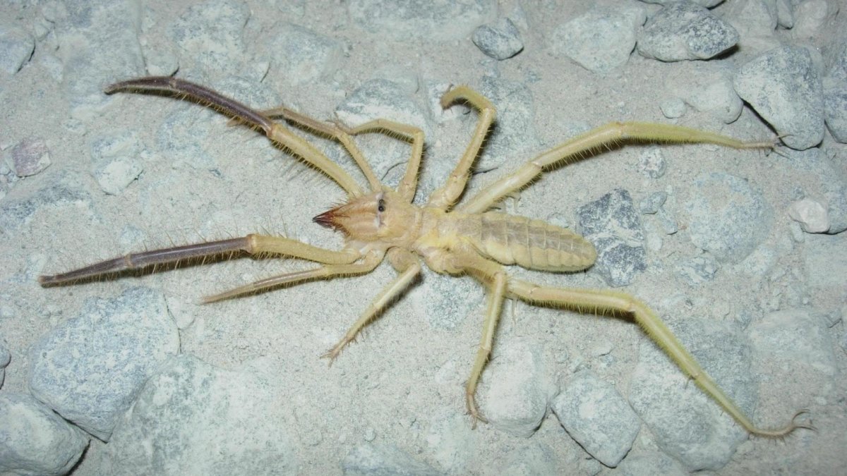 Фаланга Астраханская