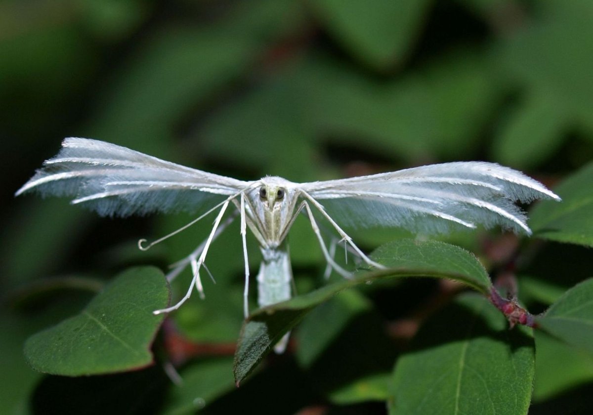 Пальцекрылка Сливовая бабочка
