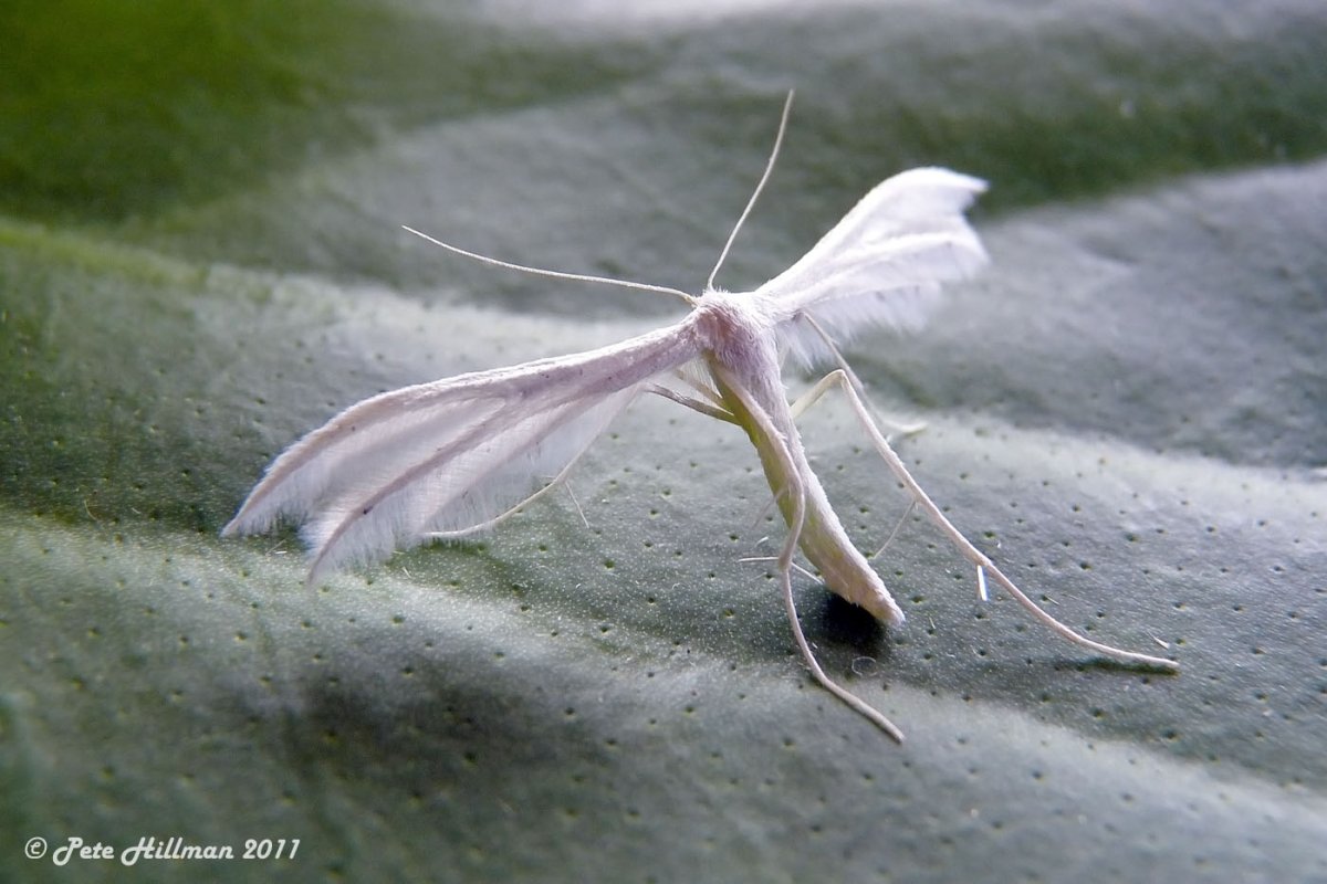 Пальцекрылка гильмерия