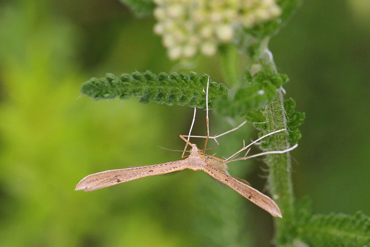 Platyptilia carduidactyla