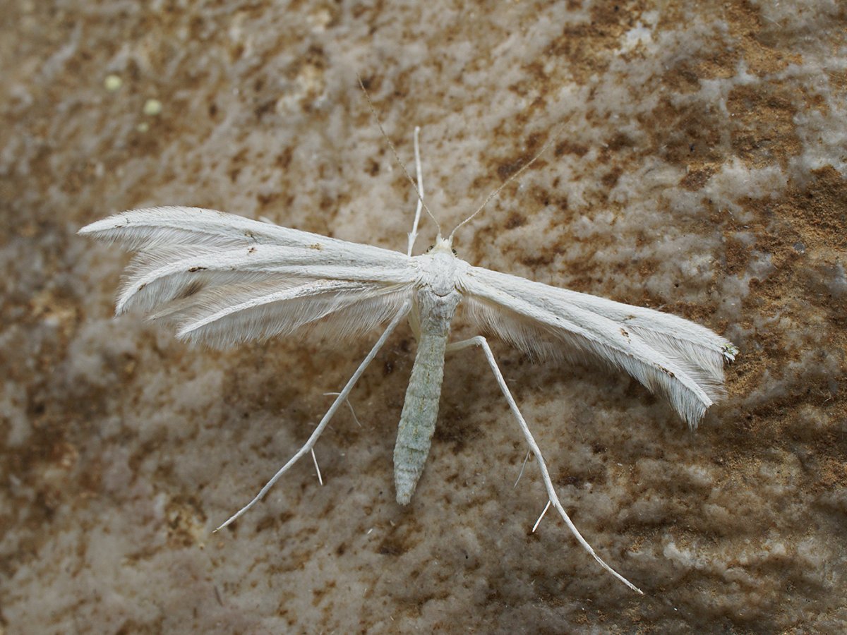 Бабочка белоснежная пальцекрылка