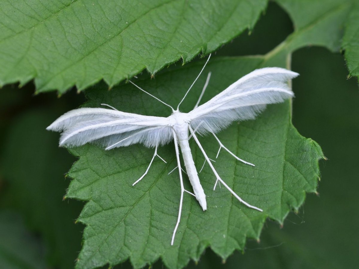 Пальцекрылки Pterophoridae