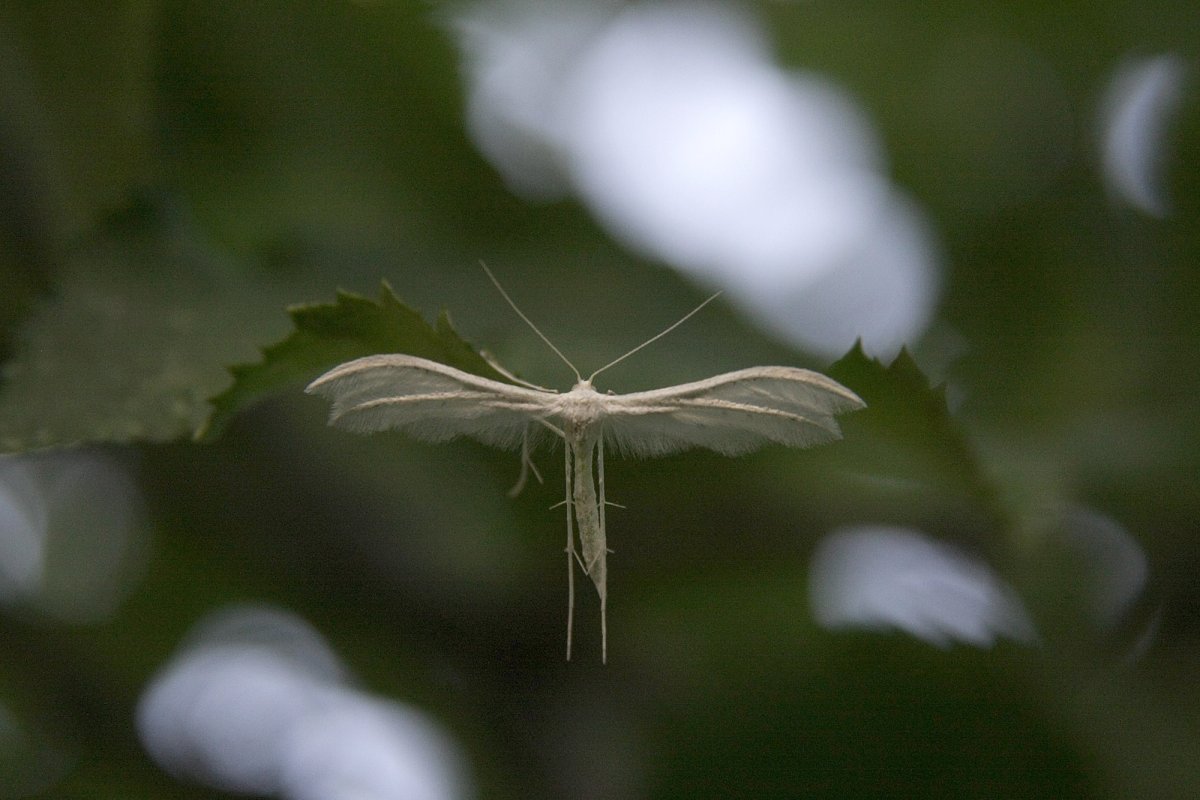 Моль платяная шелкопряд