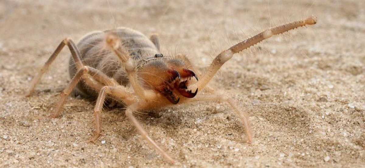 Бархан Сарыкум Тарантул