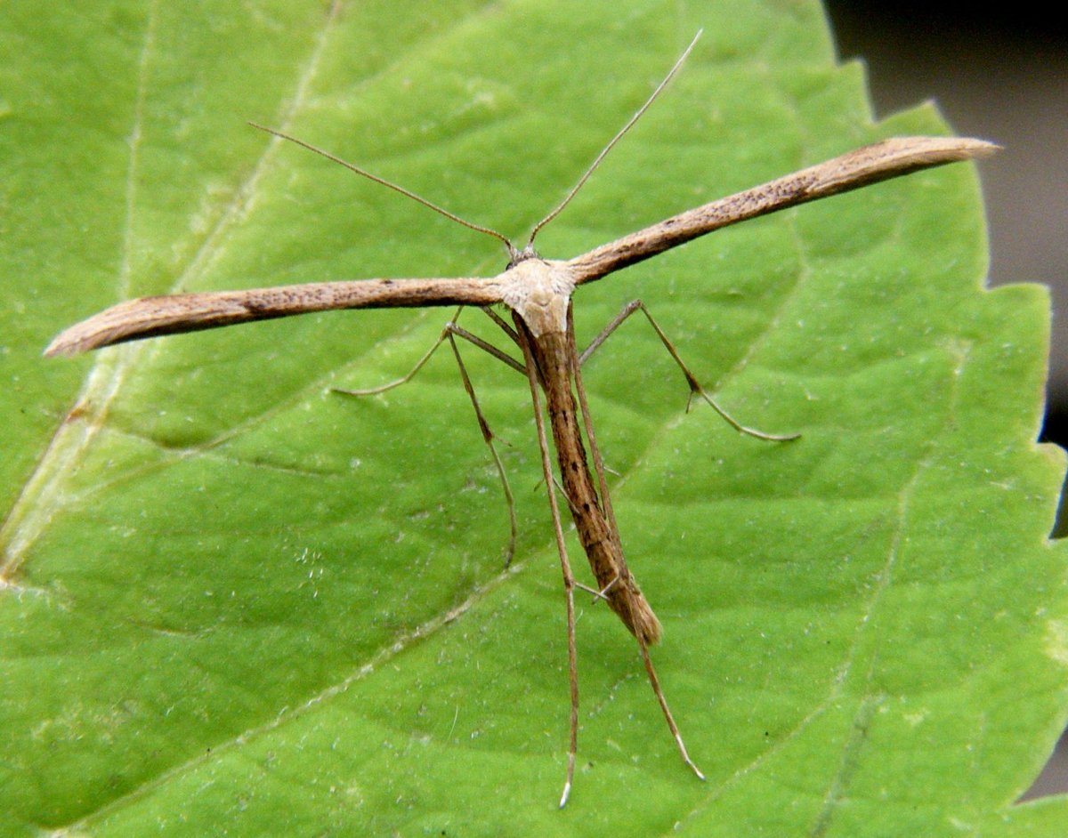 Ночная бабочка пальцекрылка гусеница