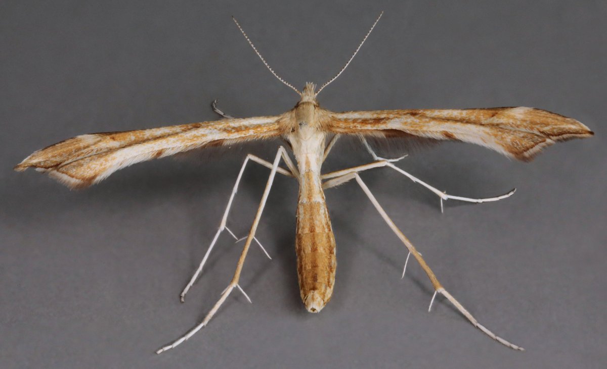 Gillmeria pallidactyla