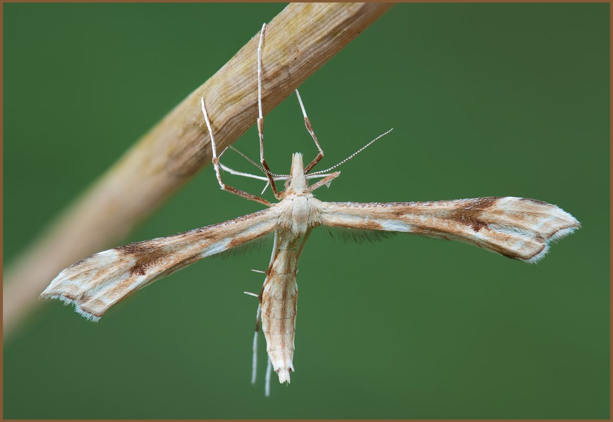 Пальцекрылка белая