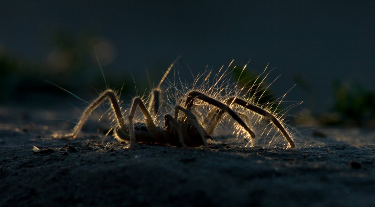Верблюжий паук