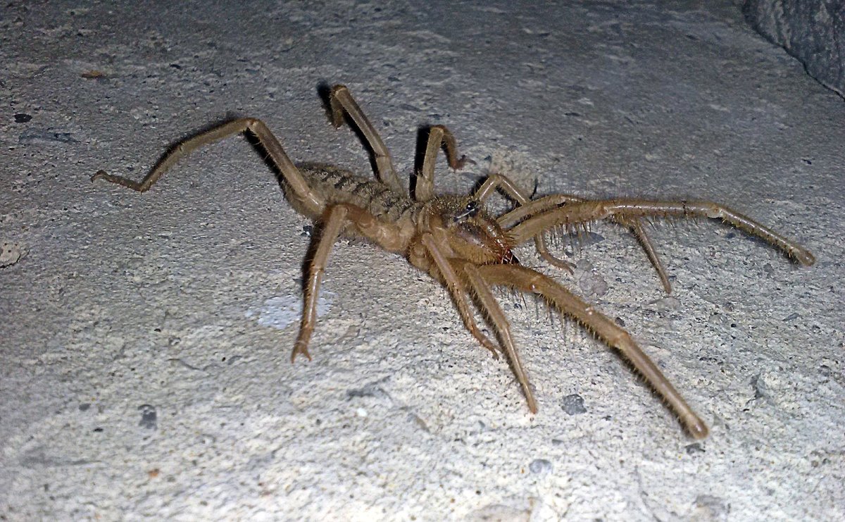 Фаланга паук Астраханский