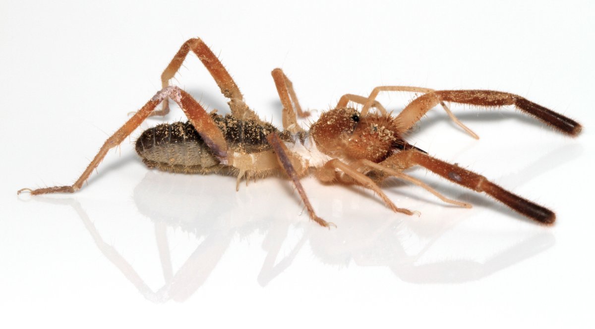 Фаланга паук