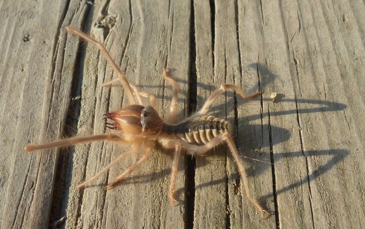 Сольпуга верблюжий паук