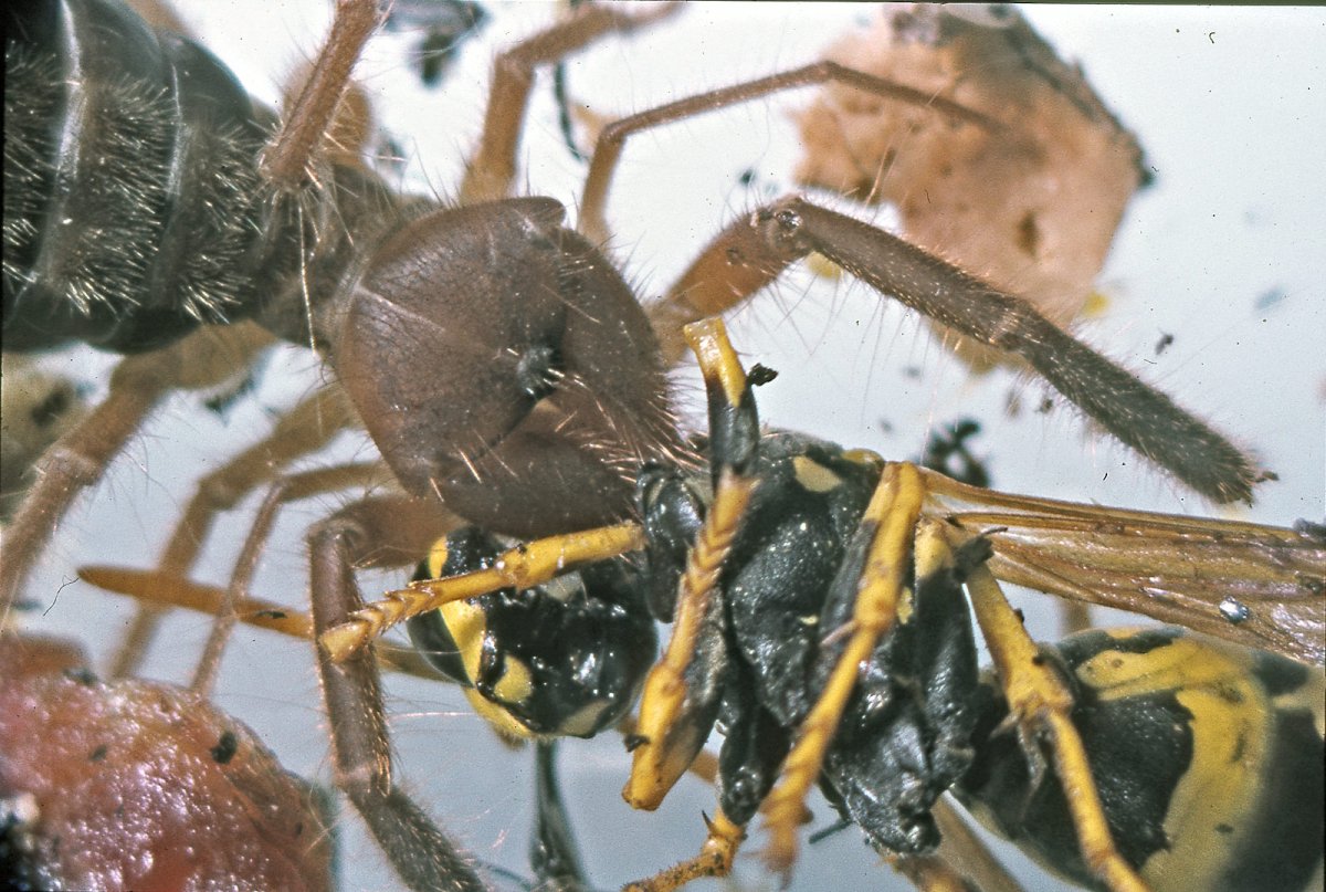 Паук-верблюд (сольпуга)