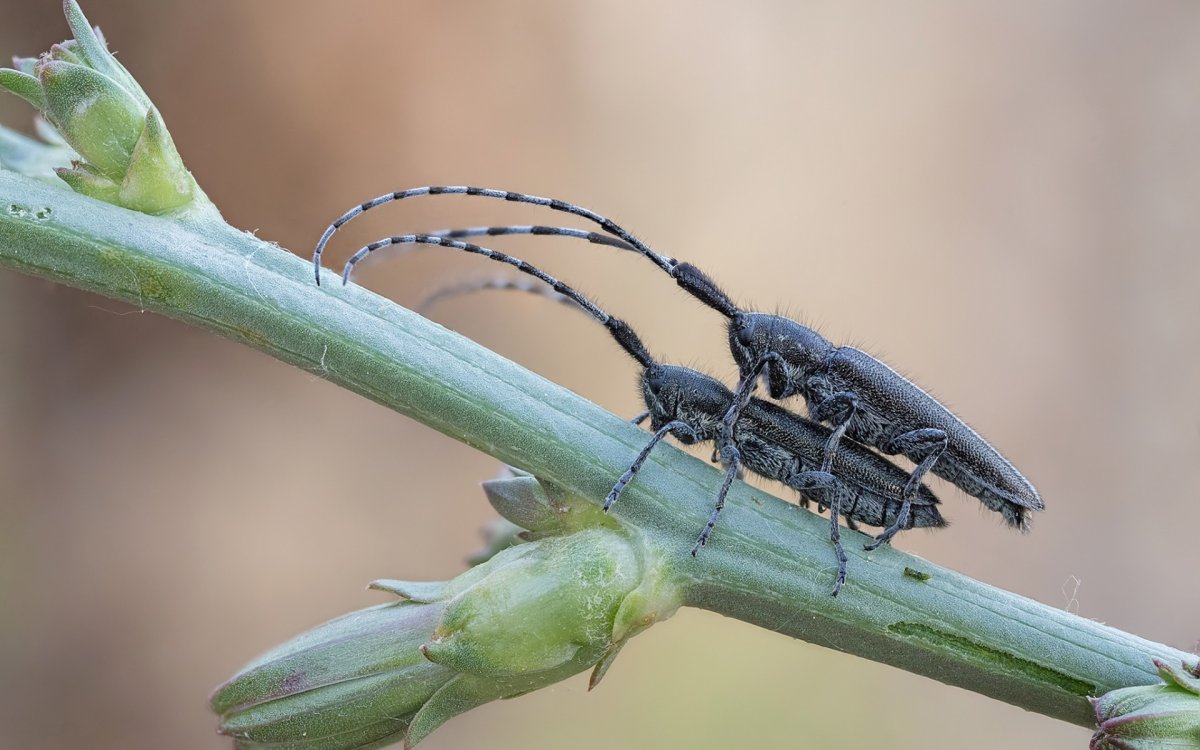 Фаланга Жук трупоед