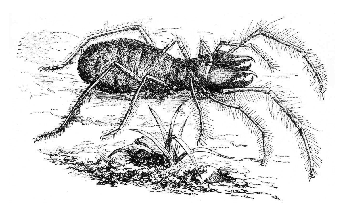 Обыкновенная мухоловка многоножка