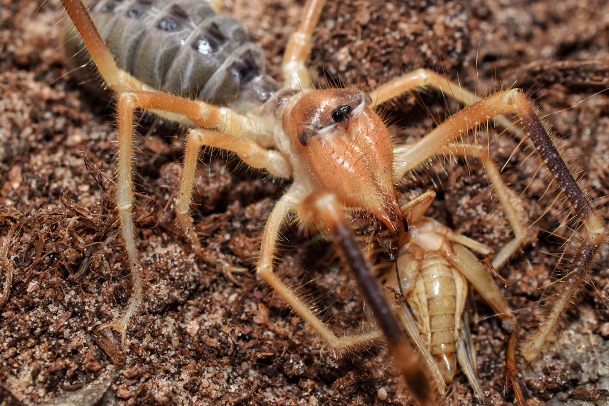 Сколопендра против паука