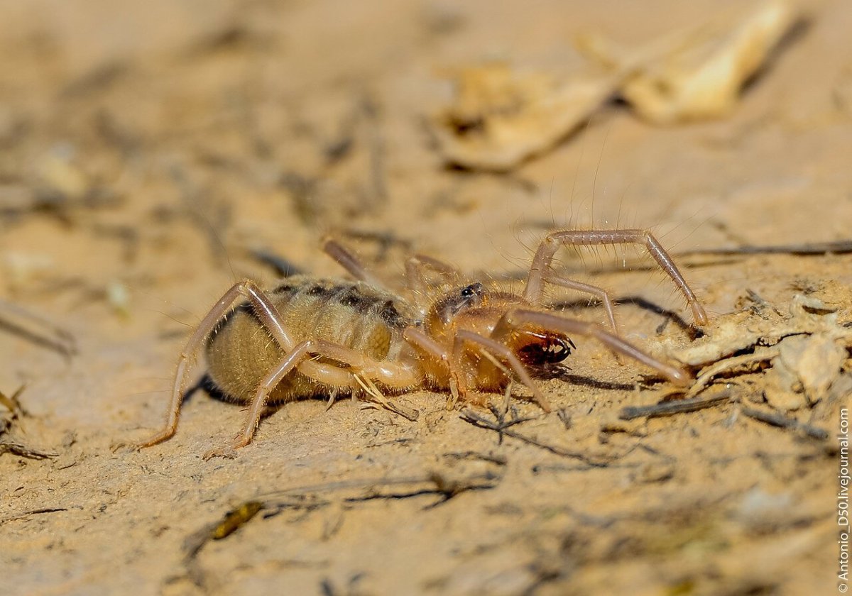 Оса наездник против сольпуги