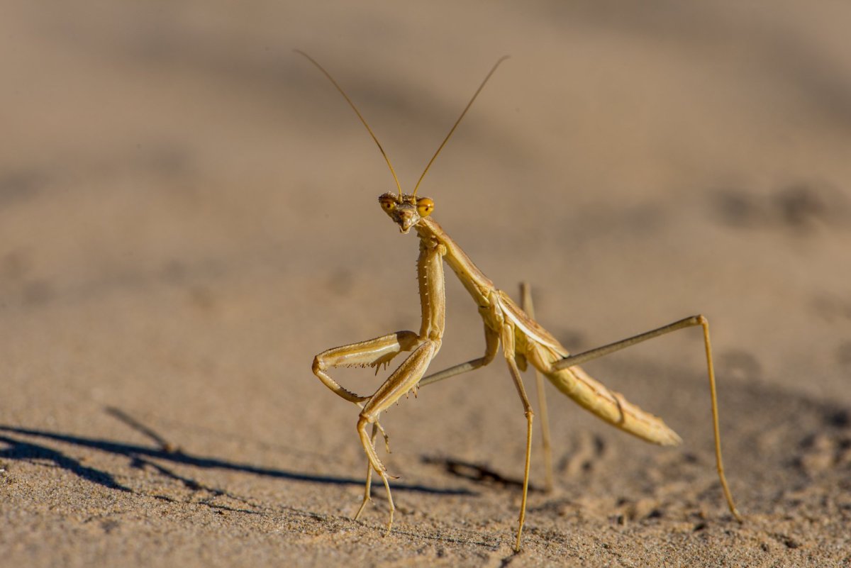 Сольпуга фаланга паук
