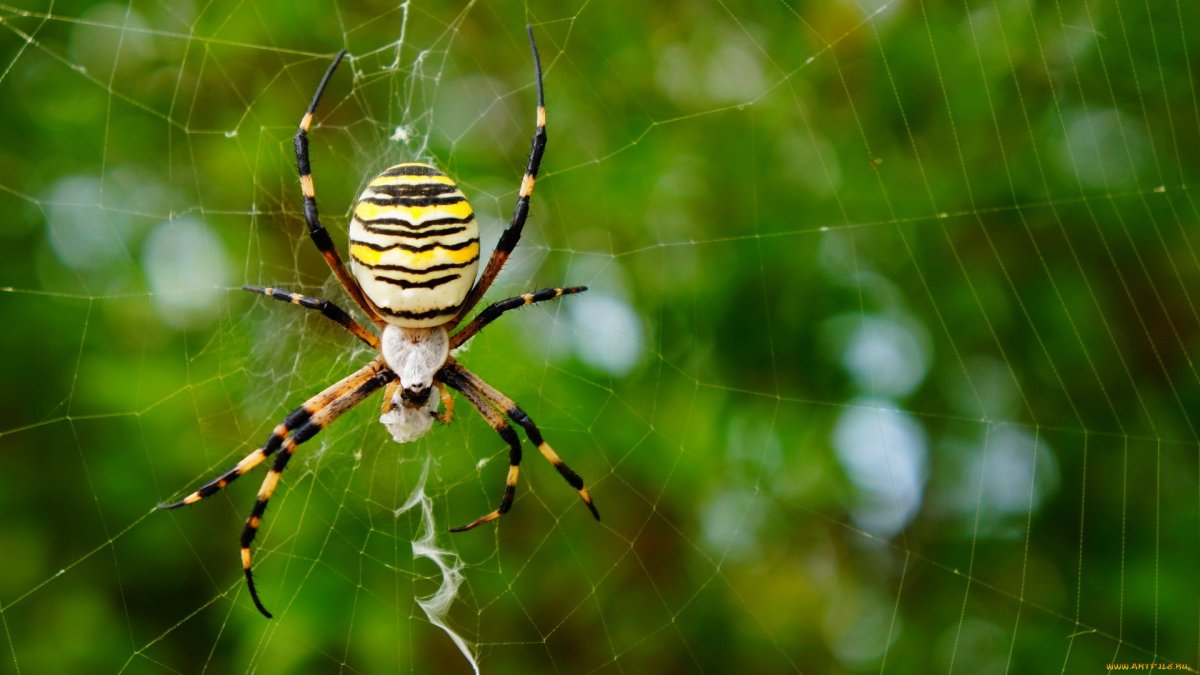 Обои на рабочий стол пауки и паутина