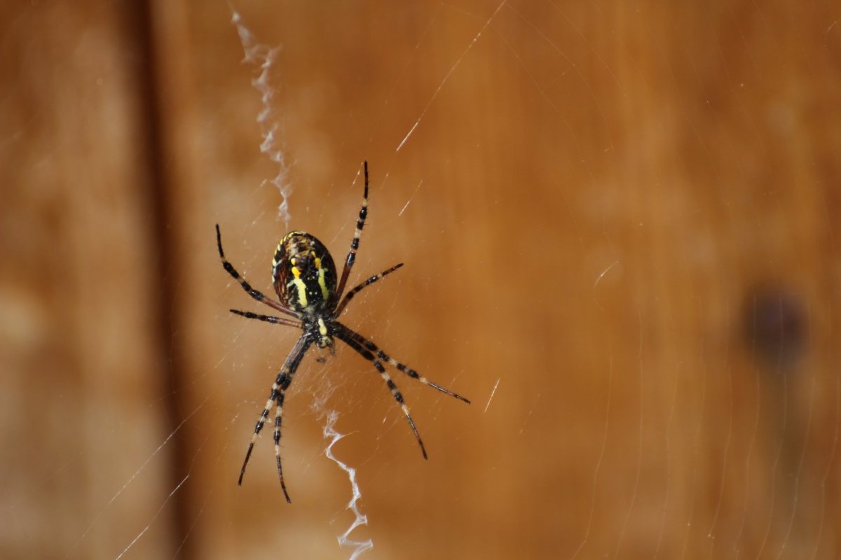 Паук zebraspinne