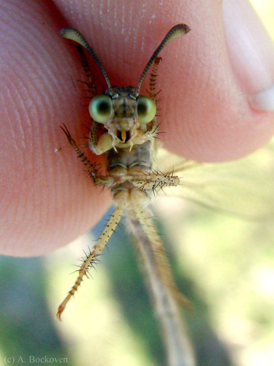 Насекомые в песке
