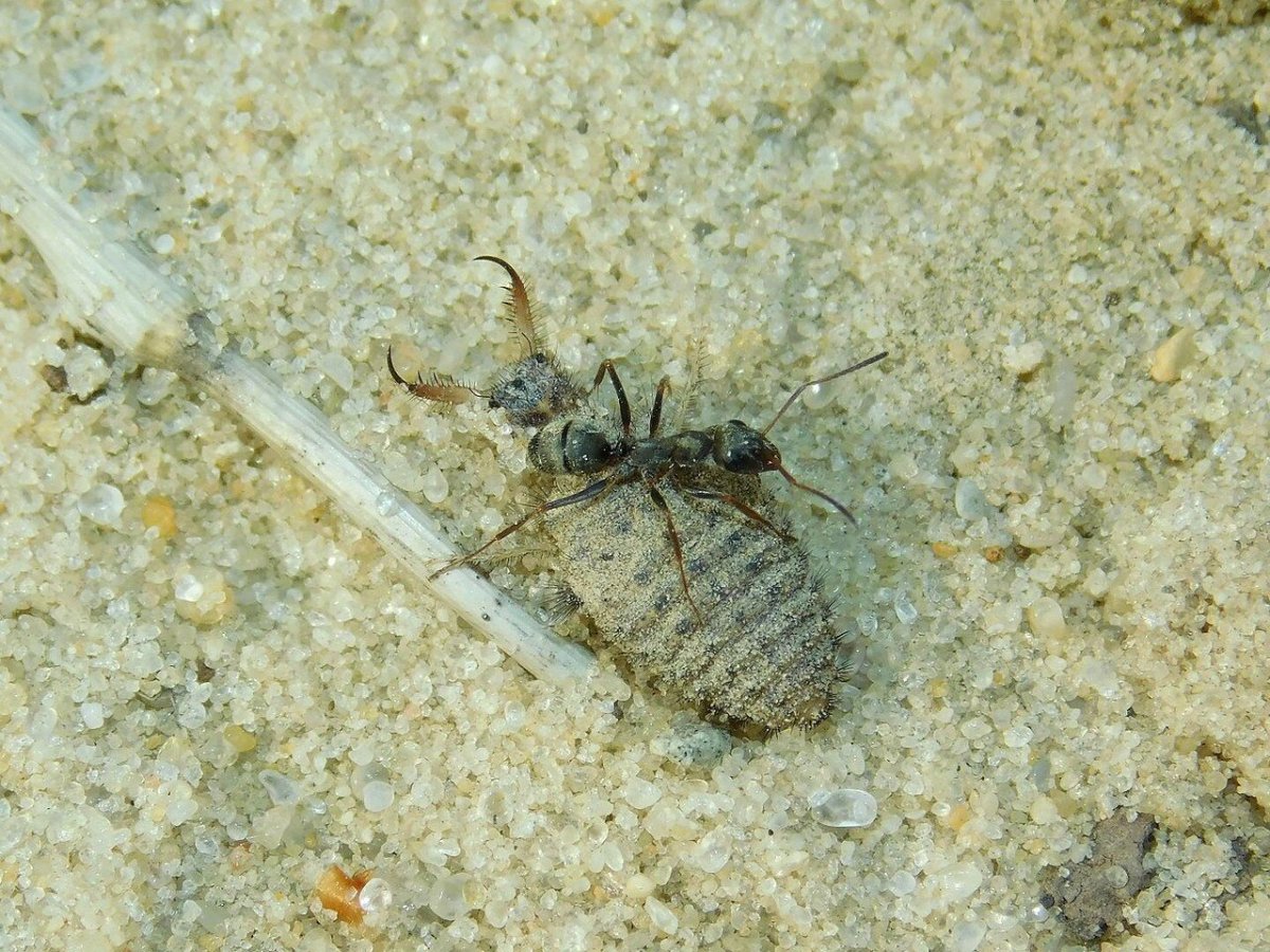 ЛОВУШКА муравьиного Льва