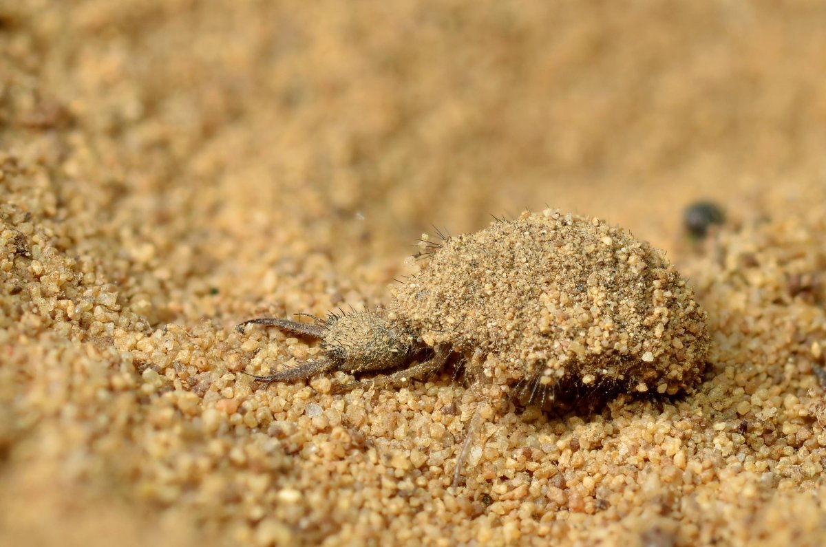 Муравьиный Лев обыкновенный личинки