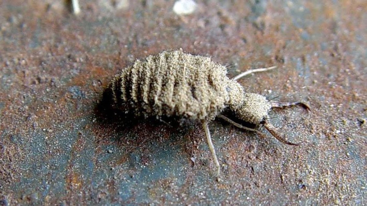 Муравьиный Лев Крым