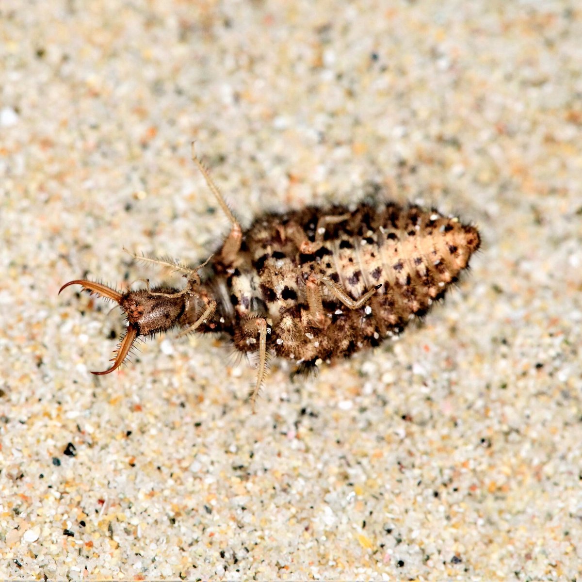 Муравьиный ЛАЗ